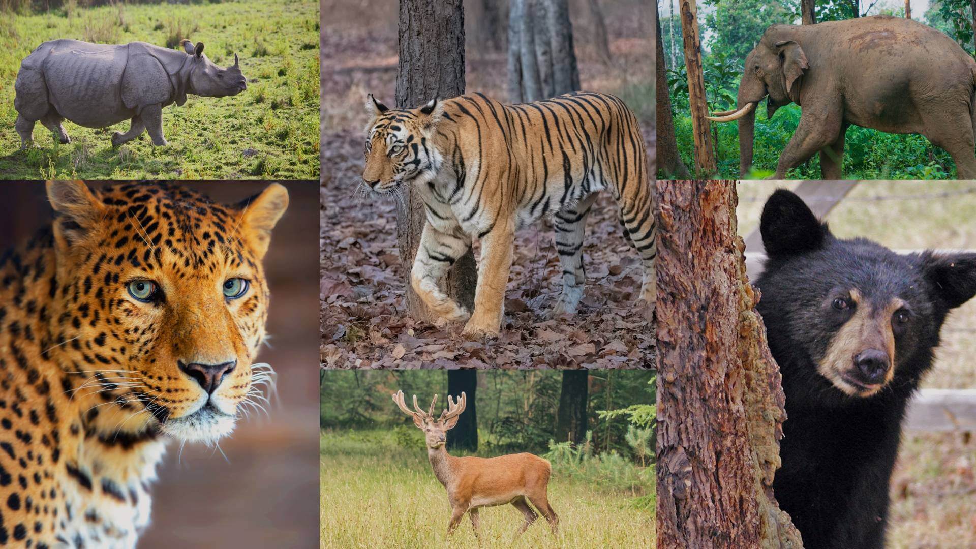 Wildlife-Conservation-Reasons-to-Save-Wildlife